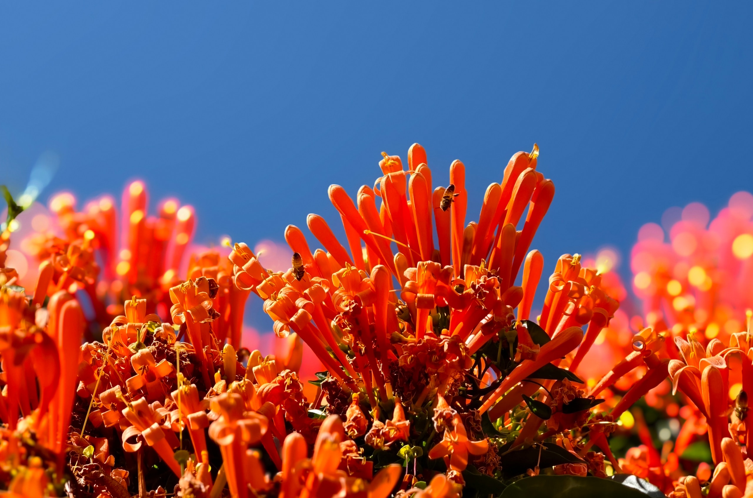 Căn nhà dưới tán hoa xác pháo, đang 