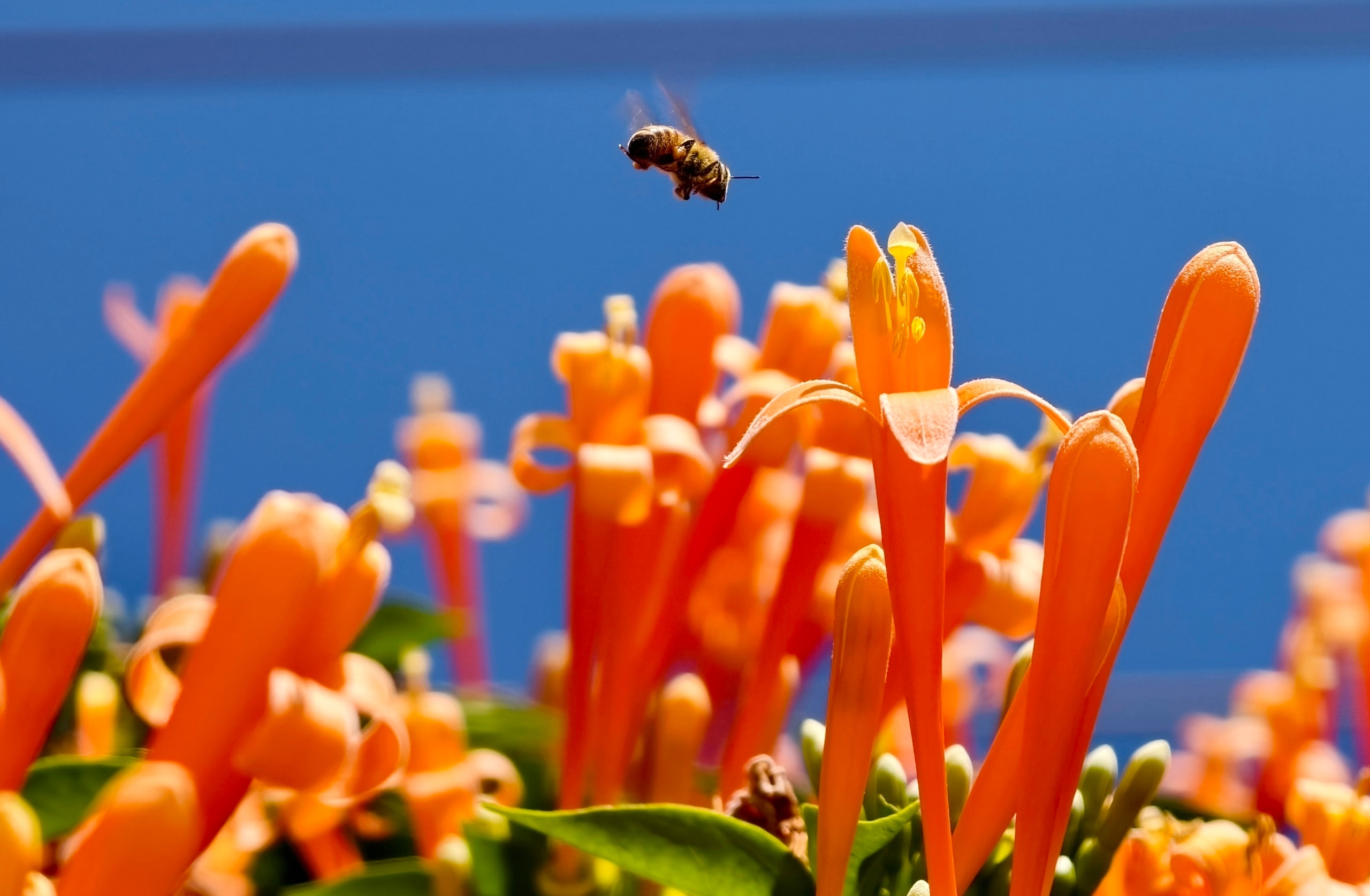 Căn nhà dưới tán hoa xác pháo, đang 