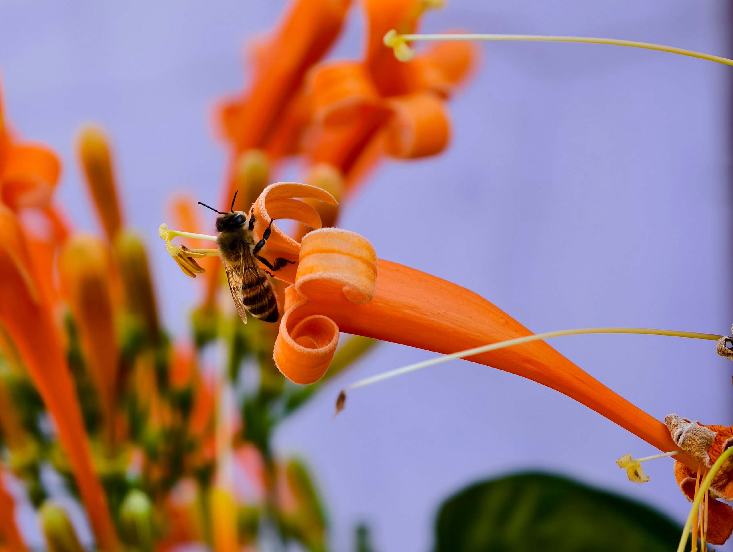Căn nhà dưới tán hoa xác pháo, đang 