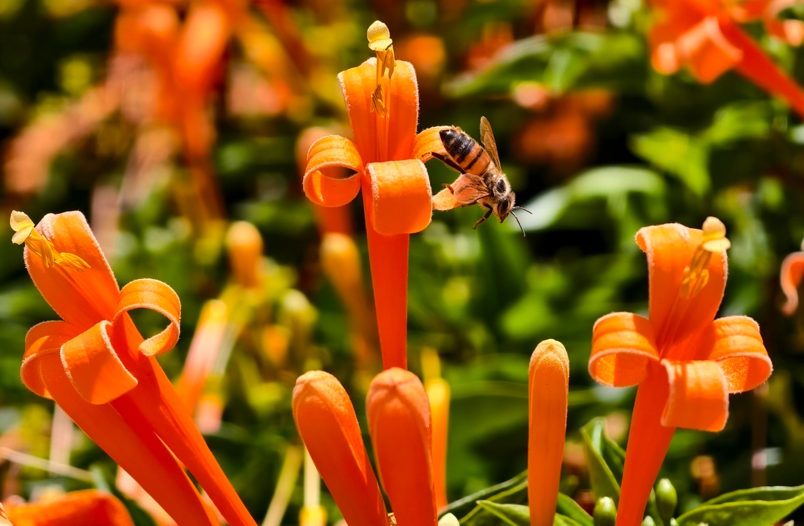 Căn nhà dưới tán hoa xác pháo, đang 