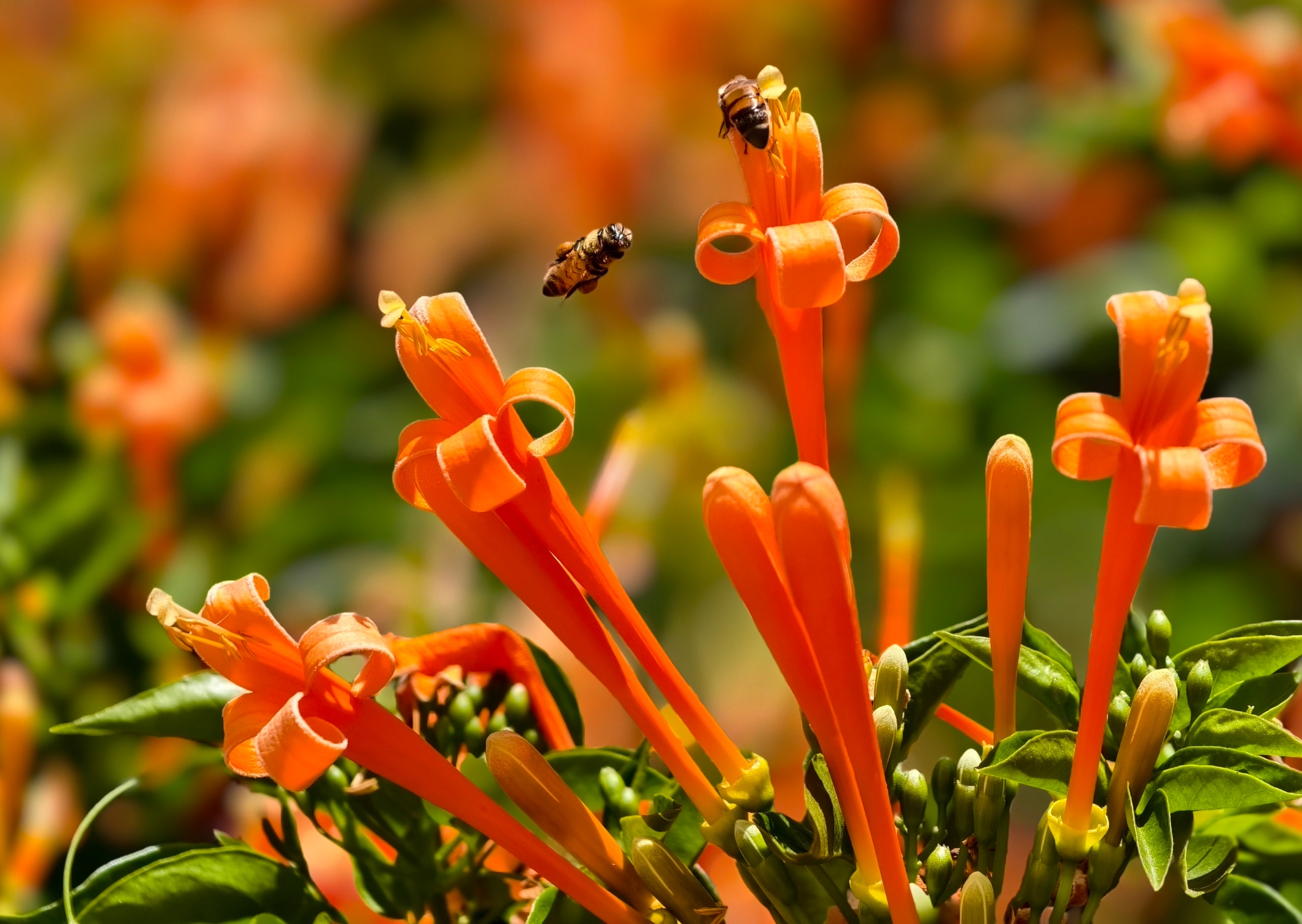 Căn nhà dưới tán hoa xác pháo, đang 