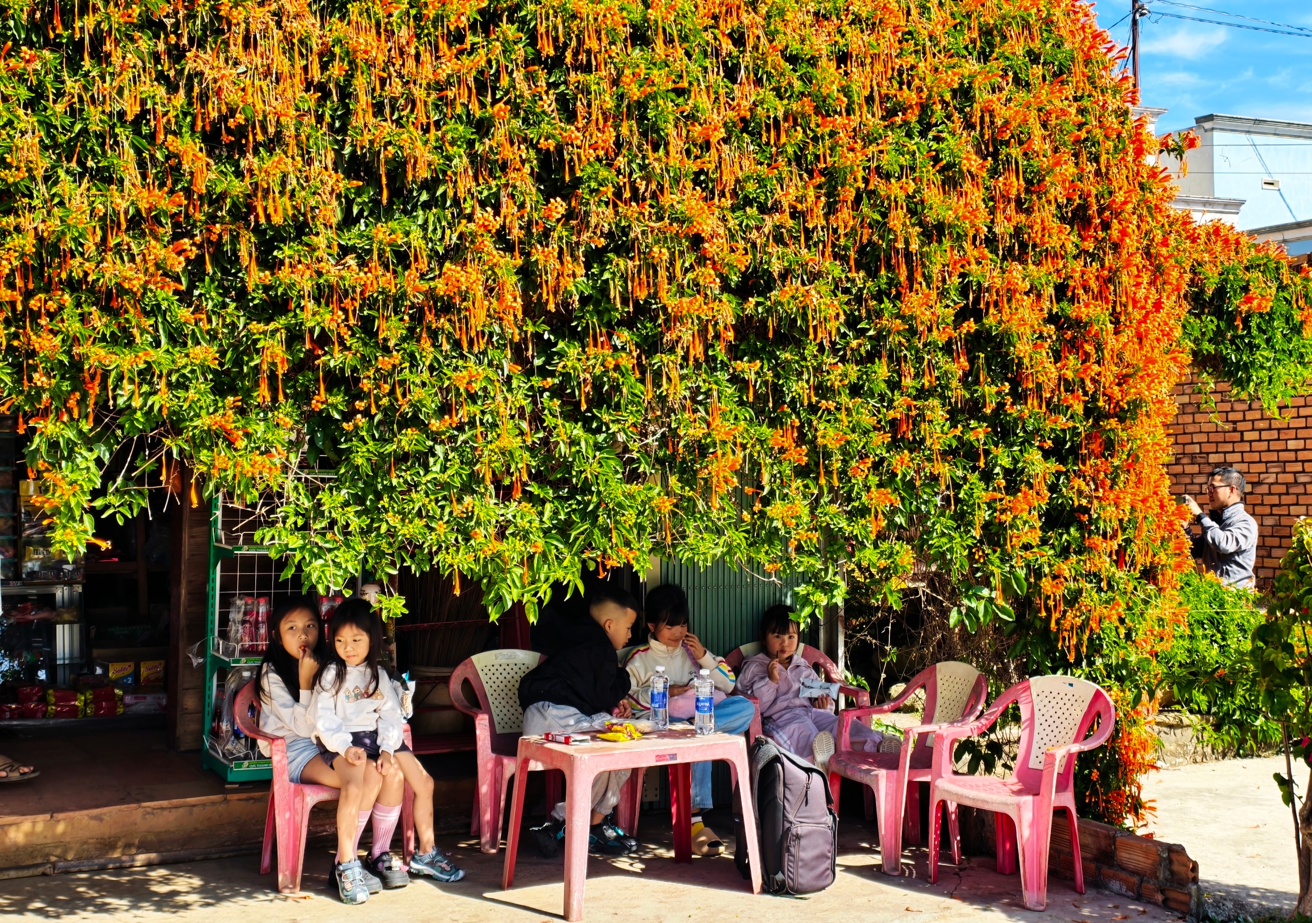 Căn nhà dưới tán hoa xác pháo, đang 
