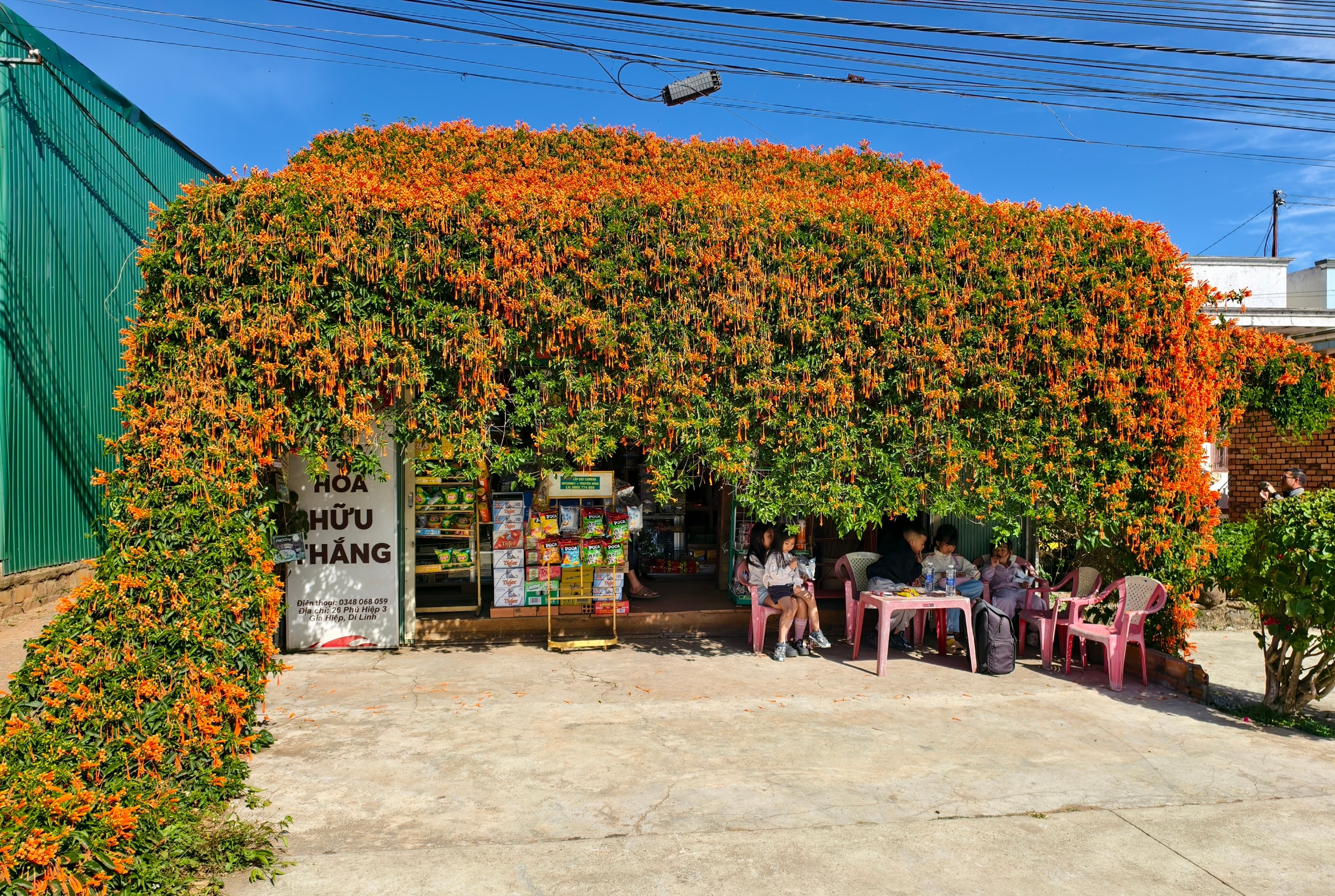 Căn nhà dưới tán hoa xác pháo, đang 