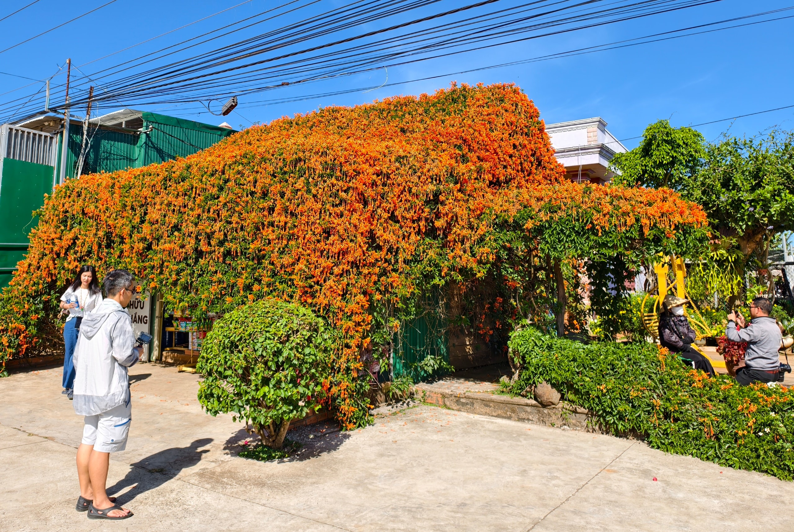 Căn nhà dưới tán hoa xác pháo, đang 