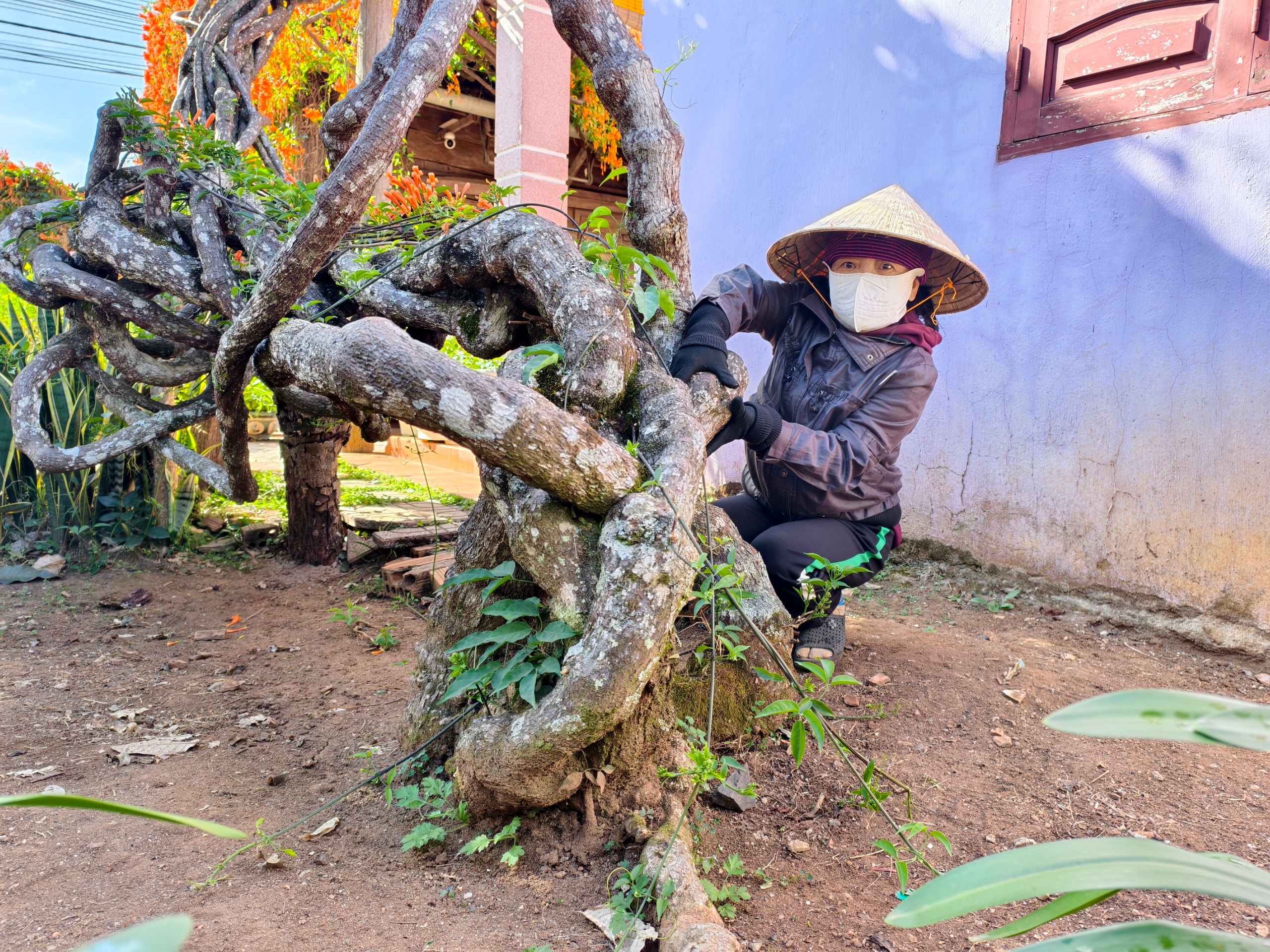 Căn nhà dưới tán hoa xác pháo, đang 