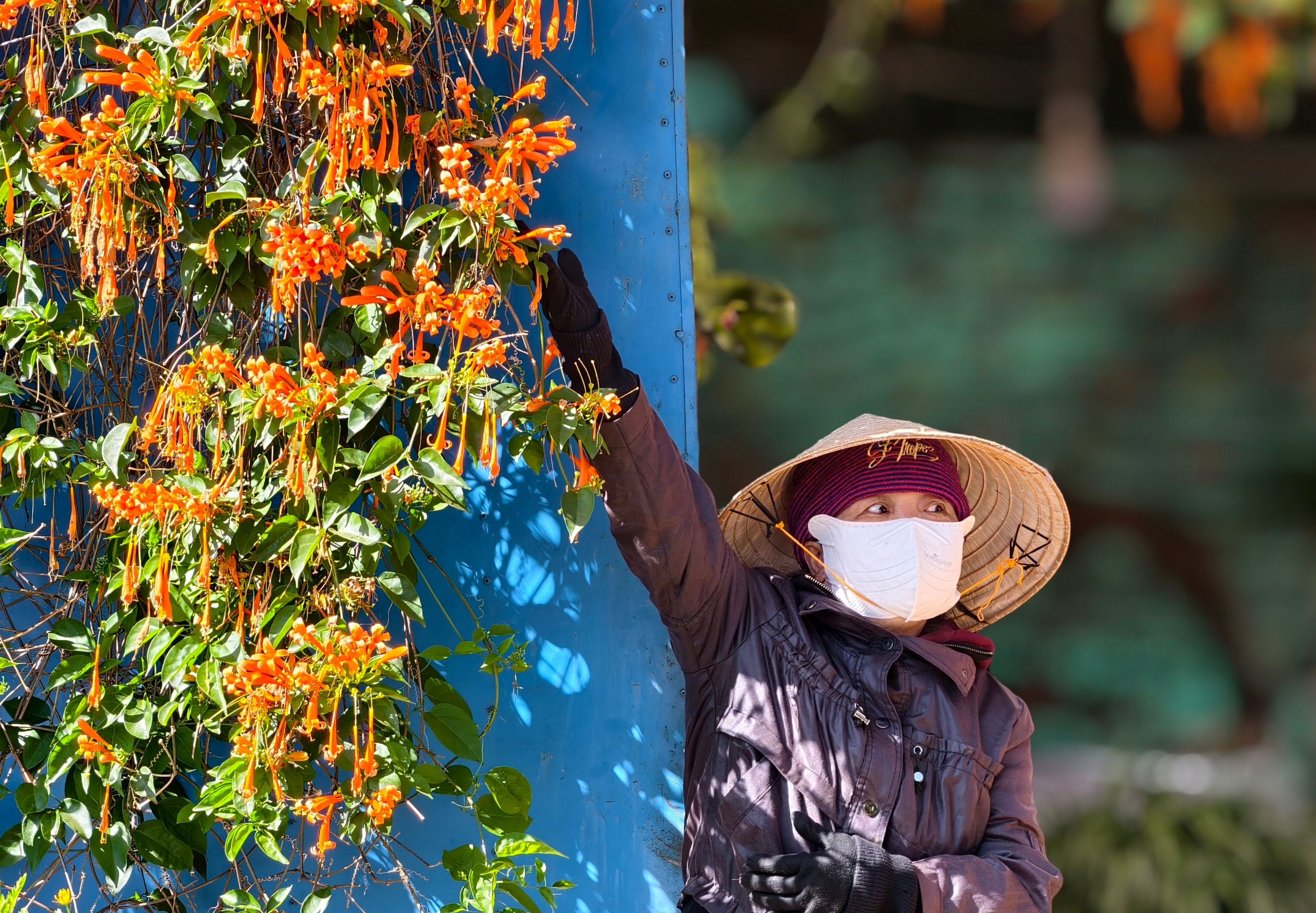 Căn nhà dưới tán hoa xác pháo, đang 