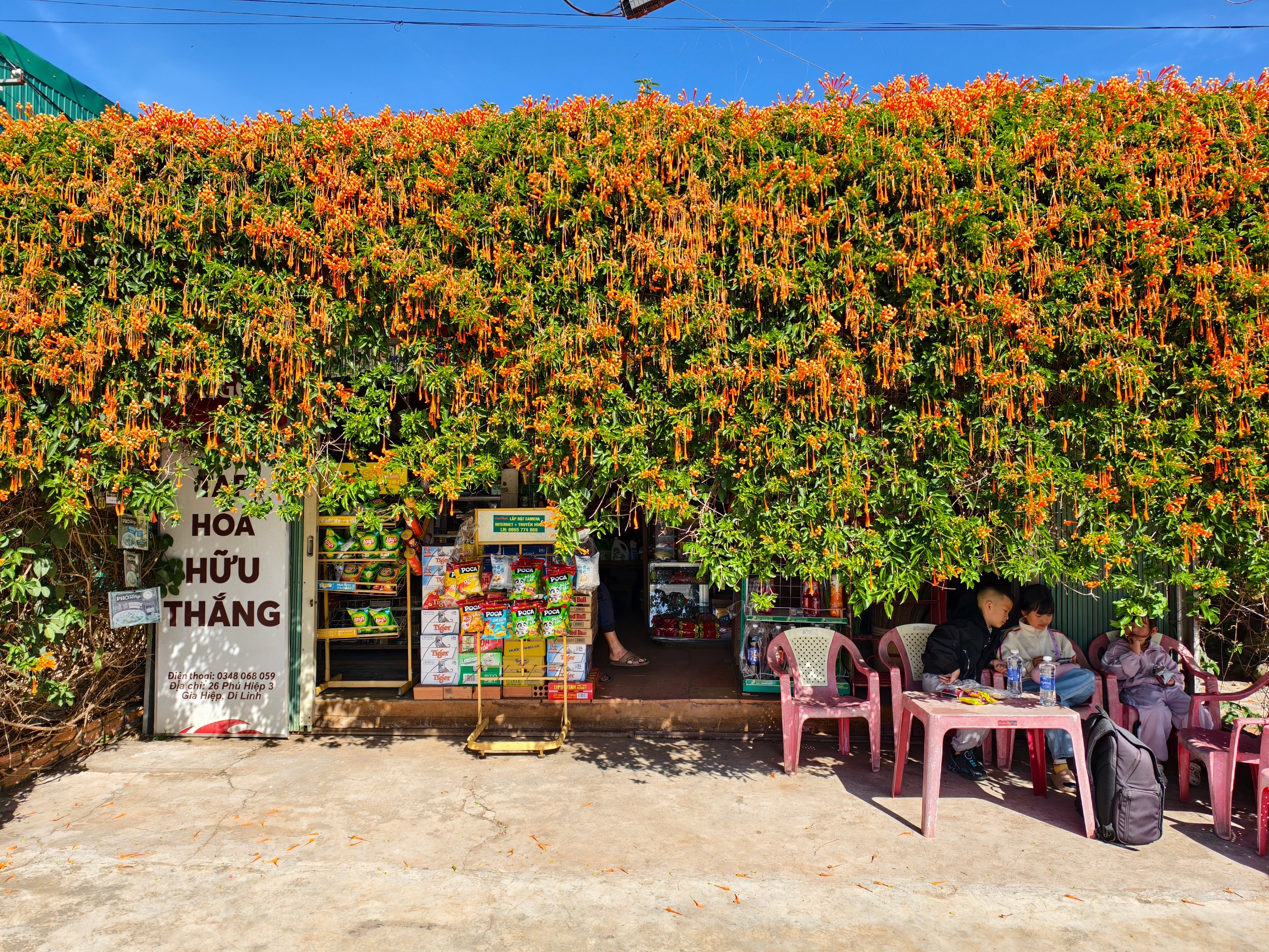 Căn nhà dưới tán hoa xác pháo, đang 