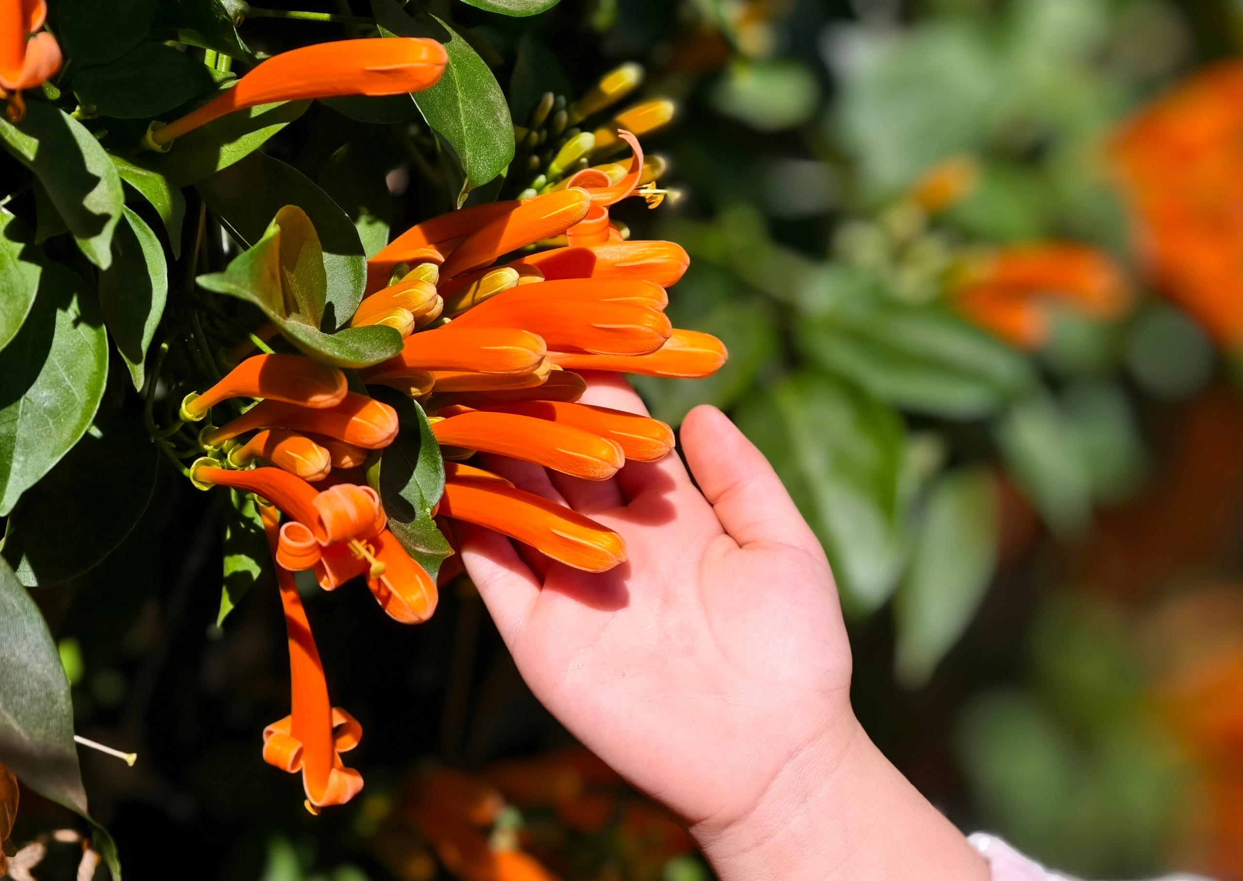 Căn nhà dưới tán hoa xác pháo, đang 