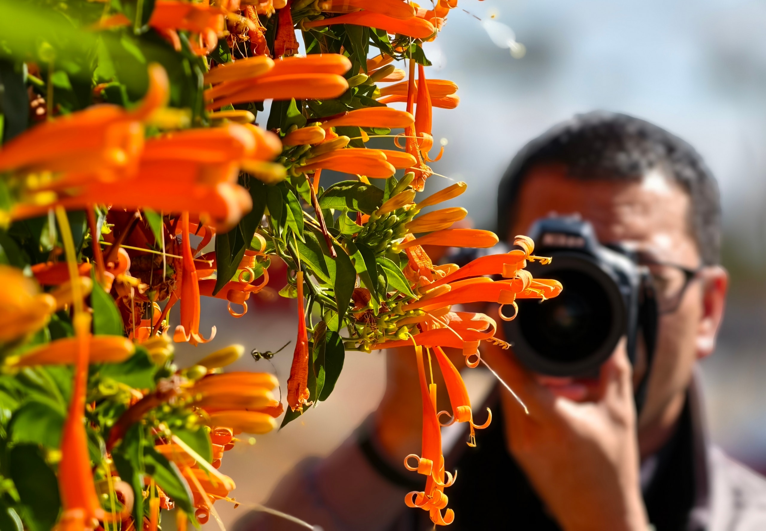 Căn nhà dưới tán hoa xác pháo, đang 