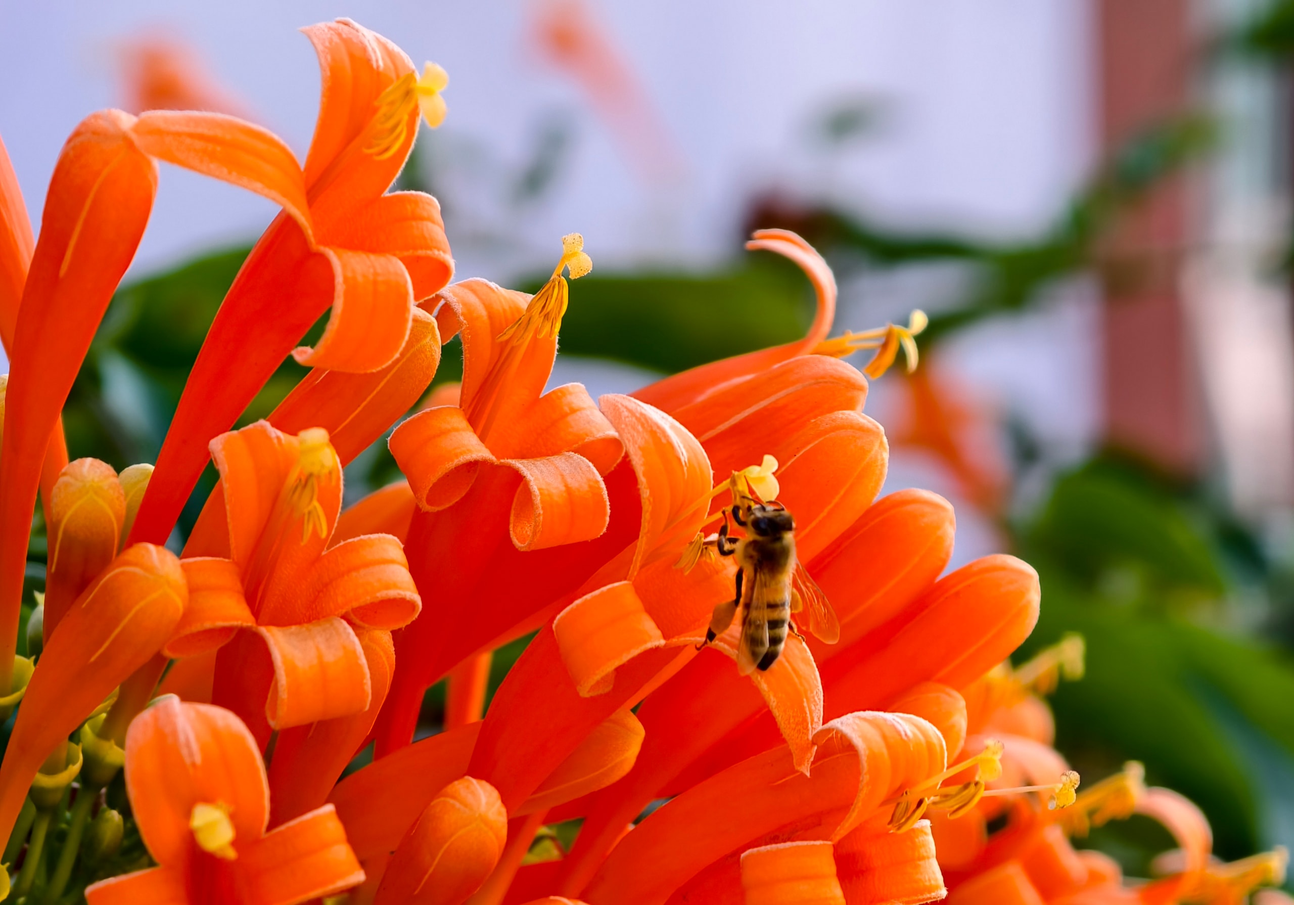 Căn nhà dưới tán hoa xác pháo, đang 