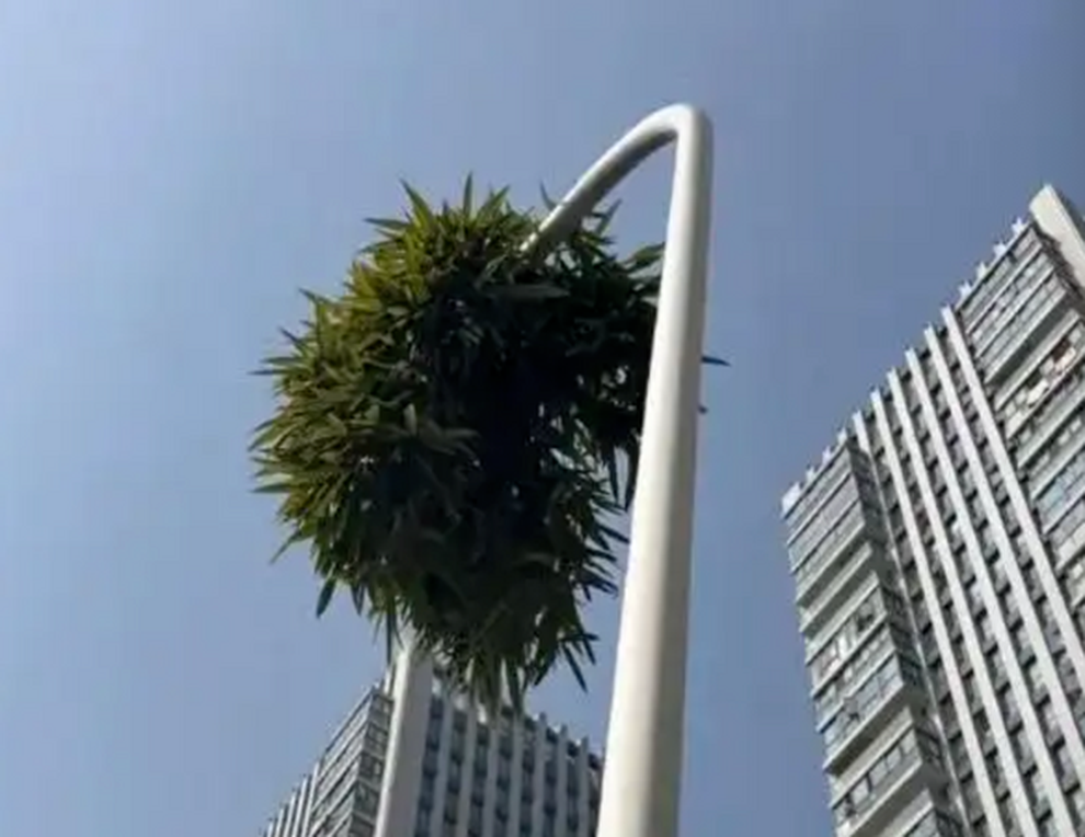 Cây tre mọc xuyên qua cột đèn cao 6m ở Trung Quốc vẫn đâm chồi lá xanh tốt  - 2