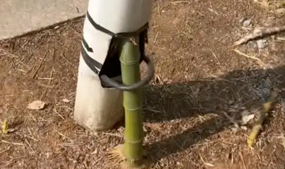 Cây tre mọc xuyên qua cột đèn cao 6m ở Trung Quốc vẫn đâm chồi lá xanh tốt  - 1