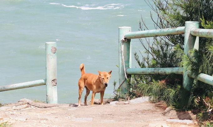 Chú chó vàng dẫn nhóm Quỳnh xuống bãi Môn. Ảnh: Quỳnh Ngô