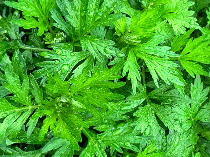 Lá ngải cứu hơ nóng đắp lên vết thương do chó cắn, sẽ tạo điều kiện cho virus dại xâm nhập và gây bệnh nhanh hơn. Ảnh: Vecteezy