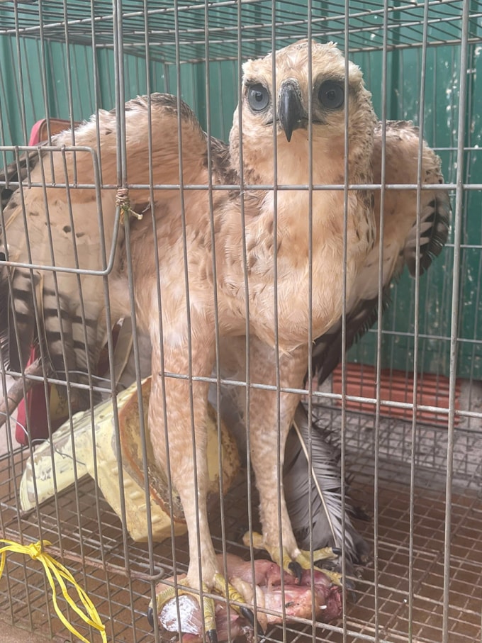 Đại bàng được người dân nuôi nhốt trong lồng sắt. Ảnh: Lê Tiến