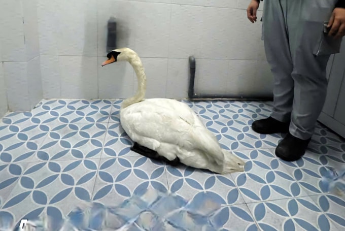 Thiên nga được giải cứu, trao lại cho Thảo Cầm Viên. Ảnh: Công an TP HCM