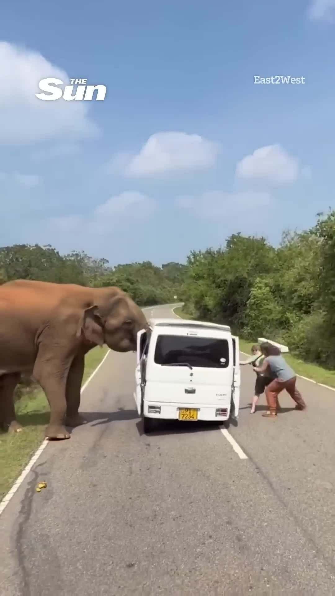 Gia đình khách Nga bị voi tấn công ở công viên