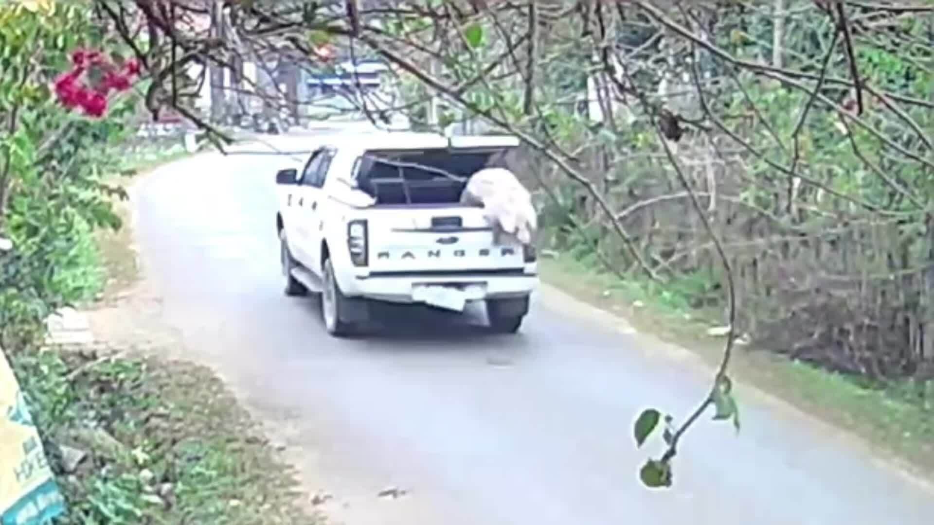 Trả lại con lợn 100 kg nhảy khỏi xe cho tài xế