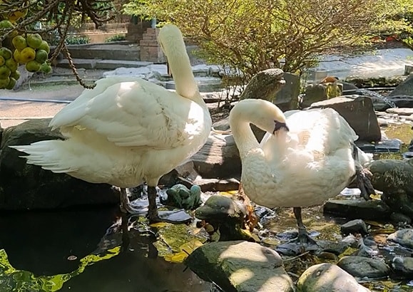 Thiên nga trắng ở Thảo Cầm Viên Sài Gòn bị trộm