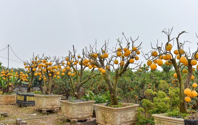 Thú chơi bưởi trụi lá độc lạ đón Tết - Ảnh 1.