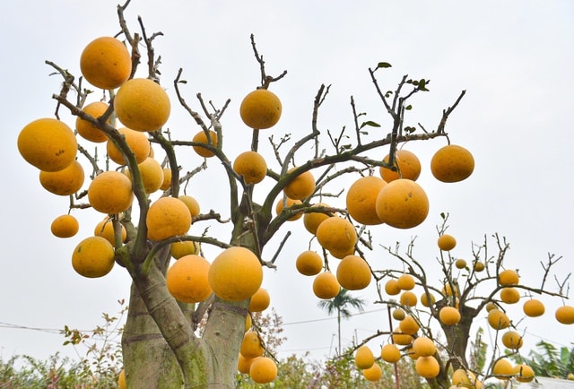 Thú chơi bưởi trụi lá độc lạ đón Tết - Ảnh 2.