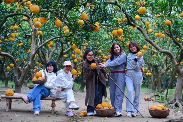 Thú chơi bưởi trụi lá độc lạ đón Tết - Ảnh 11.