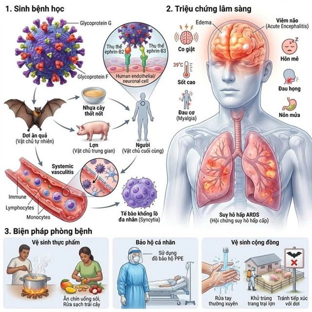 Virus Nipah cực nguy hiểm: Bộ Y tế khuyến cáo gọt vỏ trái cây trước khi ăn - Ảnh 1.