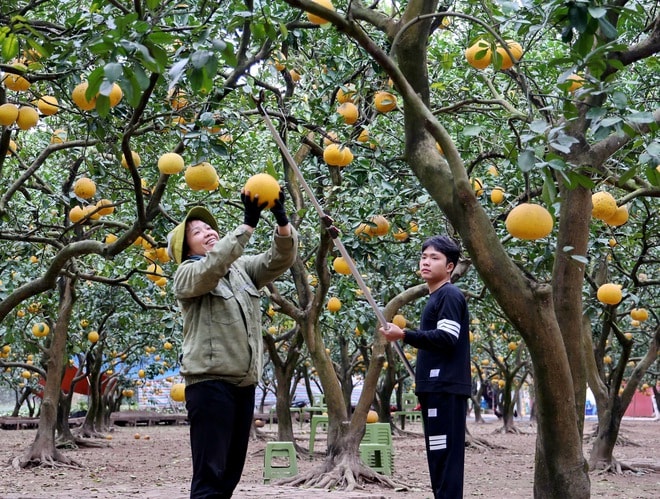 Thú chơi bưởi trụi lá độc lạ đón Tết - Ảnh 8.