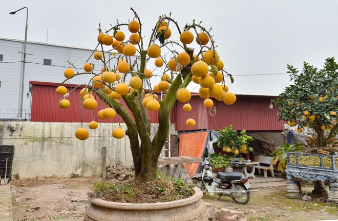 Thú chơi bưởi trụi lá độc lạ đón Tết - Ảnh 4.