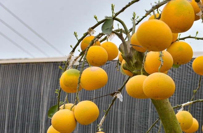 Thú chơi bưởi trụi lá độc lạ đón Tết - Ảnh 5.