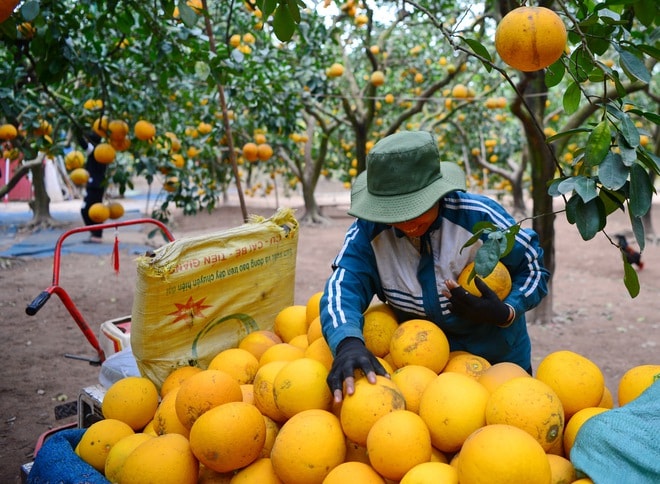 Thú chơi bưởi trụi lá độc lạ đón Tết - Ảnh 10.