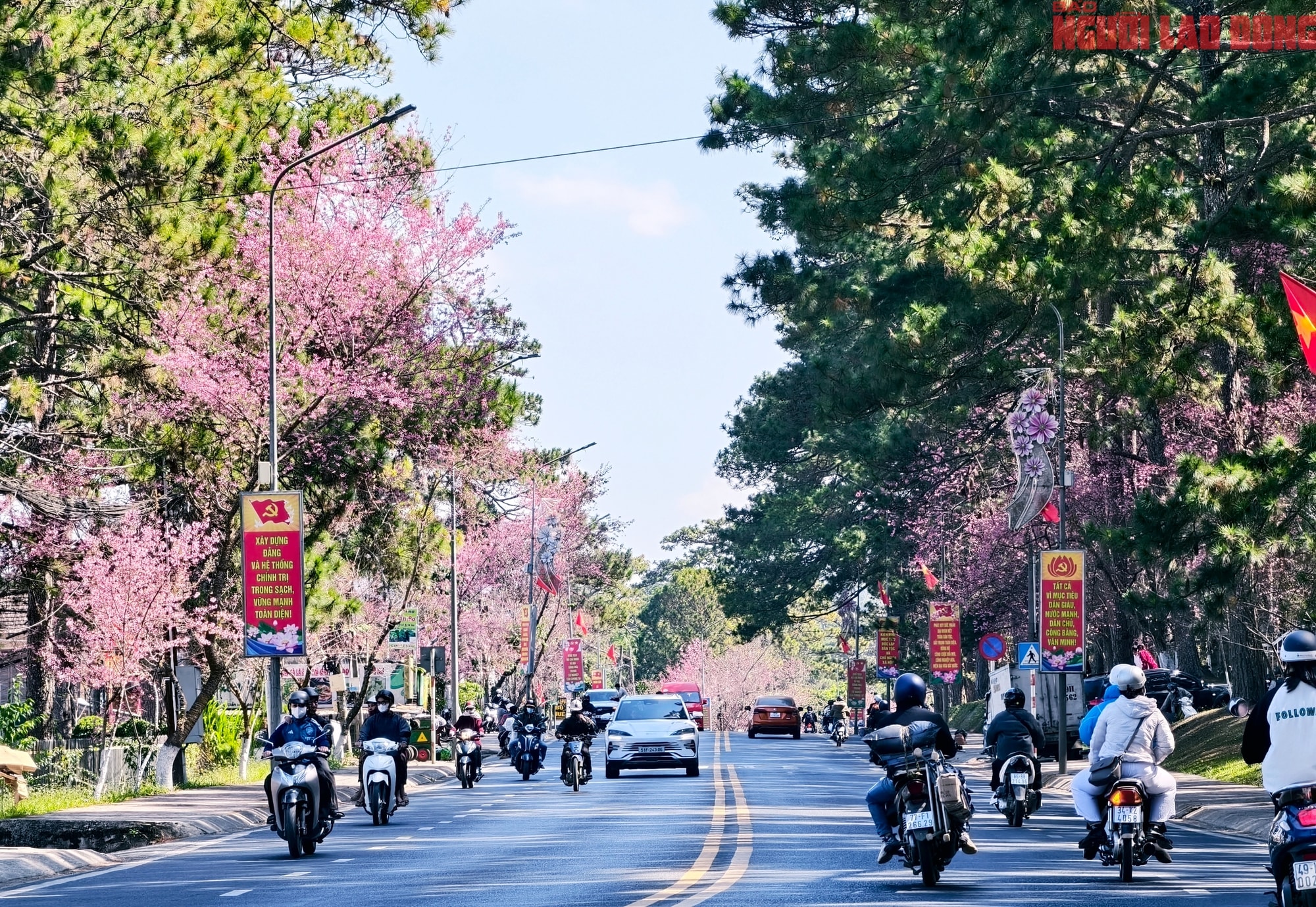 Du khách đổ về Đà Lạt ngắm những cung đường mai anh đào đẹp nhất 2026 - Ảnh 1.