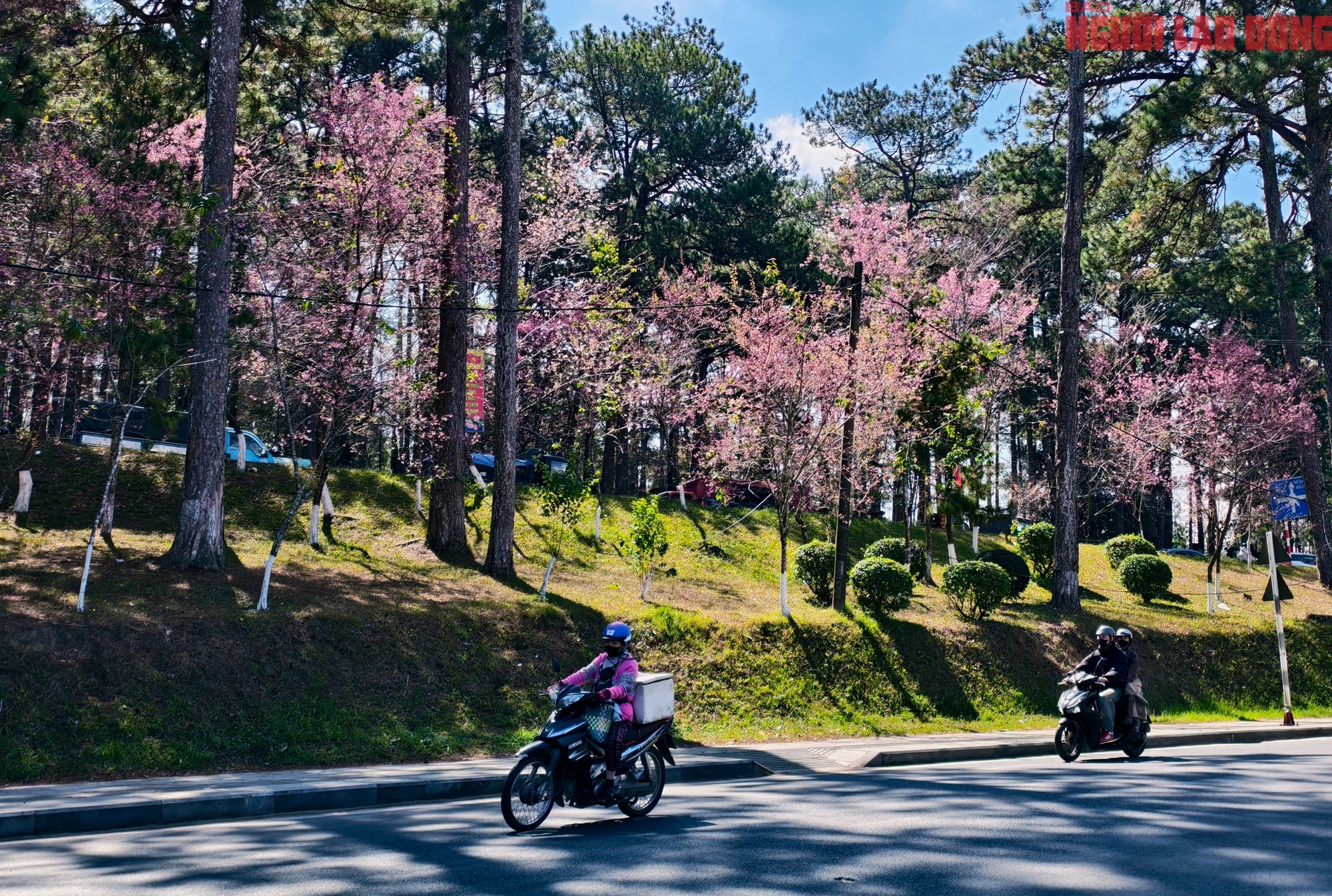 Du khách đổ về Đà Lạt ngắm những cung đường mai anh đào đẹp nhất 2026 - Ảnh 2.