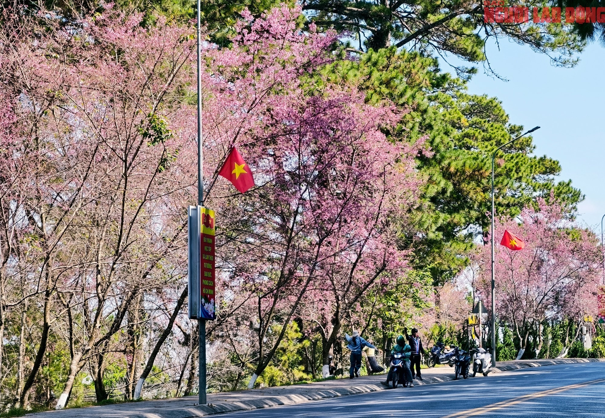 Du khách đổ về Đà Lạt ngắm những cung đường mai anh đào đẹp nhất 2026 - Ảnh 3.