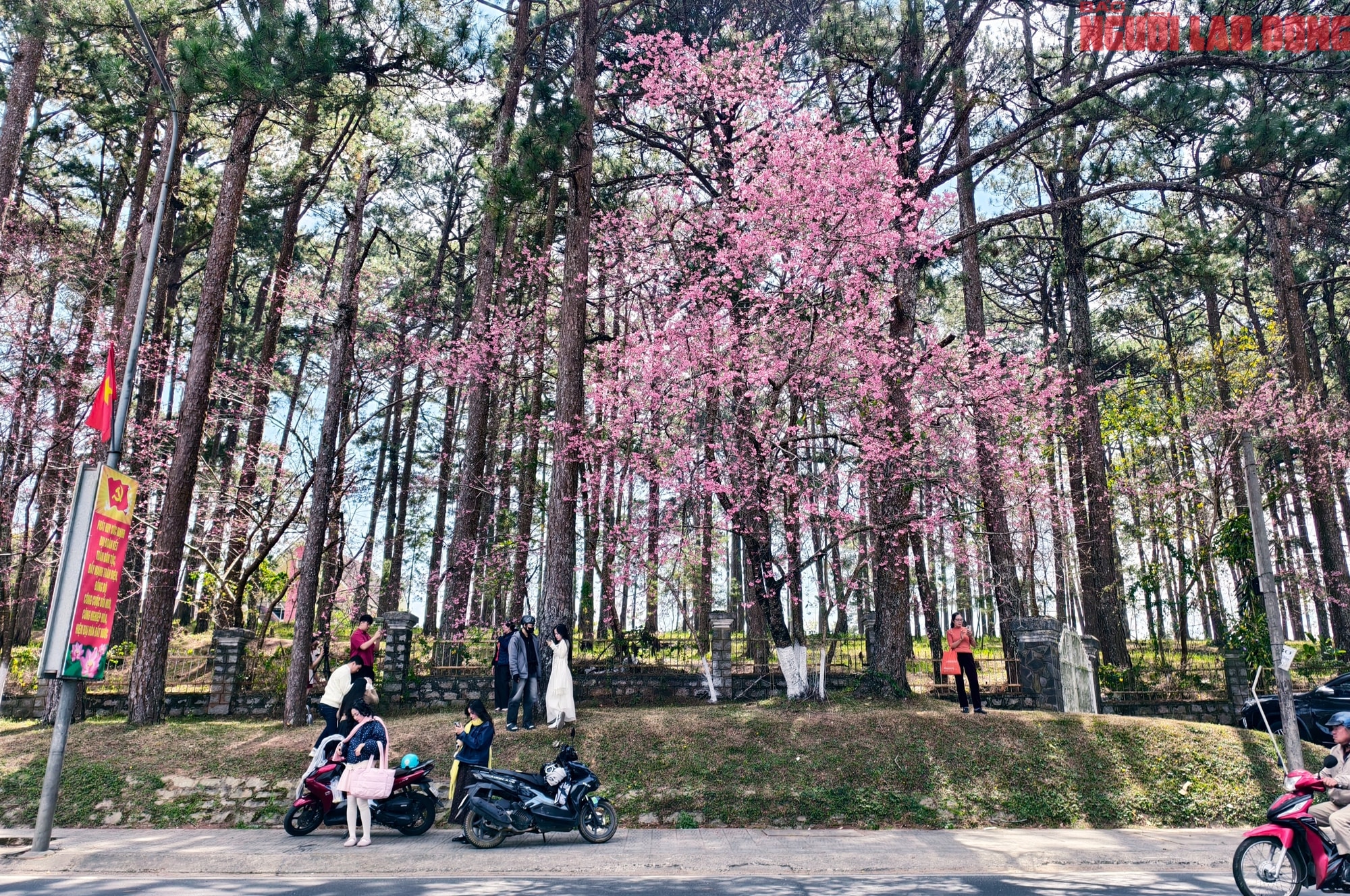 Du khách đổ về Đà Lạt ngắm những cung đường mai anh đào đẹp nhất 2026 - Ảnh 7.