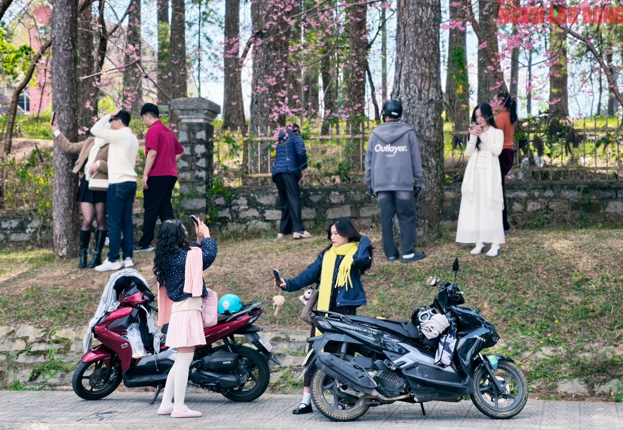 Du khách đổ về Đà Lạt ngắm những cung đường mai anh đào đẹp nhất 2026 - Ảnh 8.