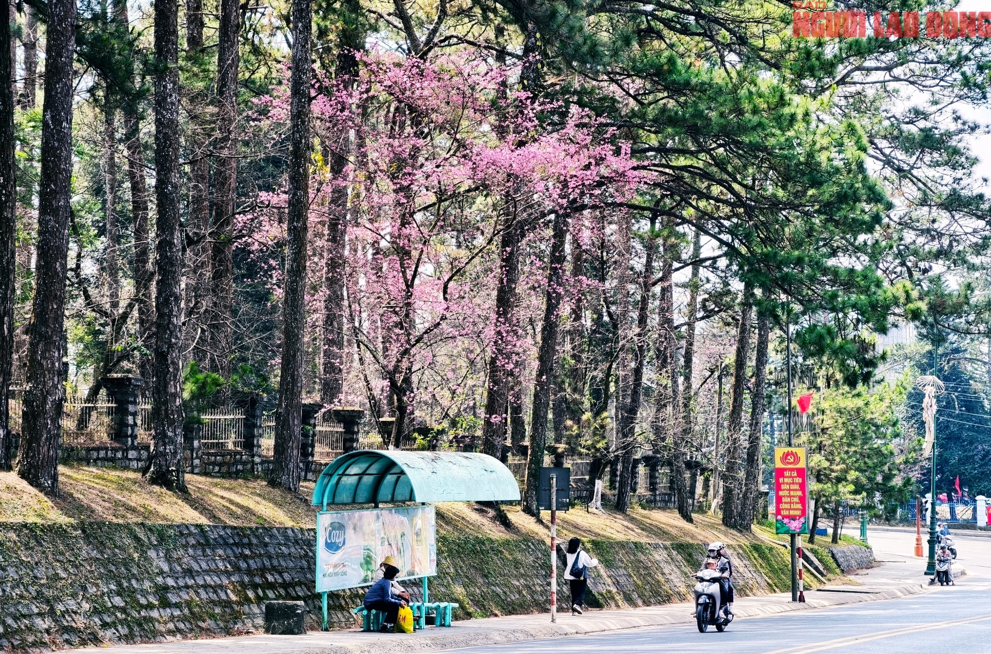 Du khách đổ về Đà Lạt ngắm những cung đường mai anh đào đẹp nhất 2026 - Ảnh 11.