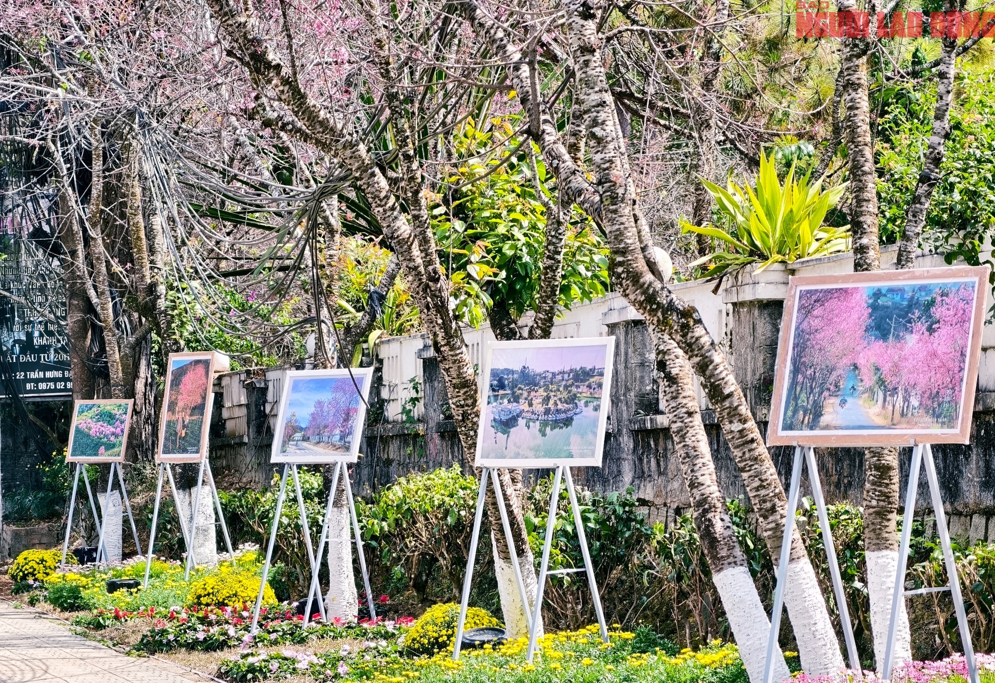 Du khách đổ về Đà Lạt ngắm những cung đường mai anh đào đẹp nhất 2026 - Ảnh 12.