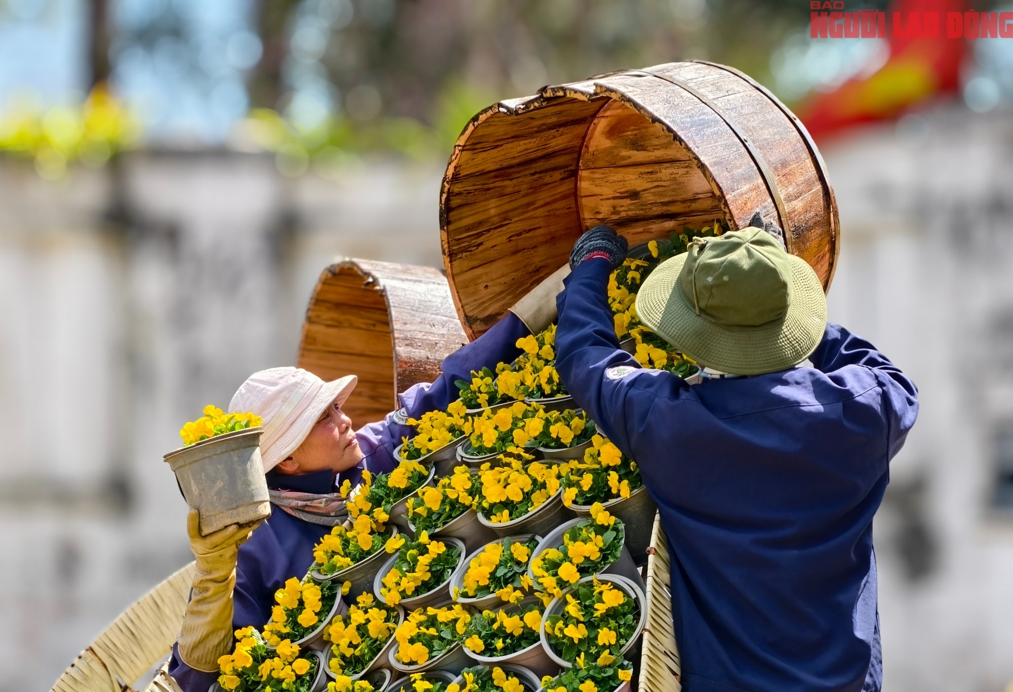 Du khách đổ về Đà Lạt ngắm những cung đường mai anh đào đẹp nhất 2026 - Ảnh 14.