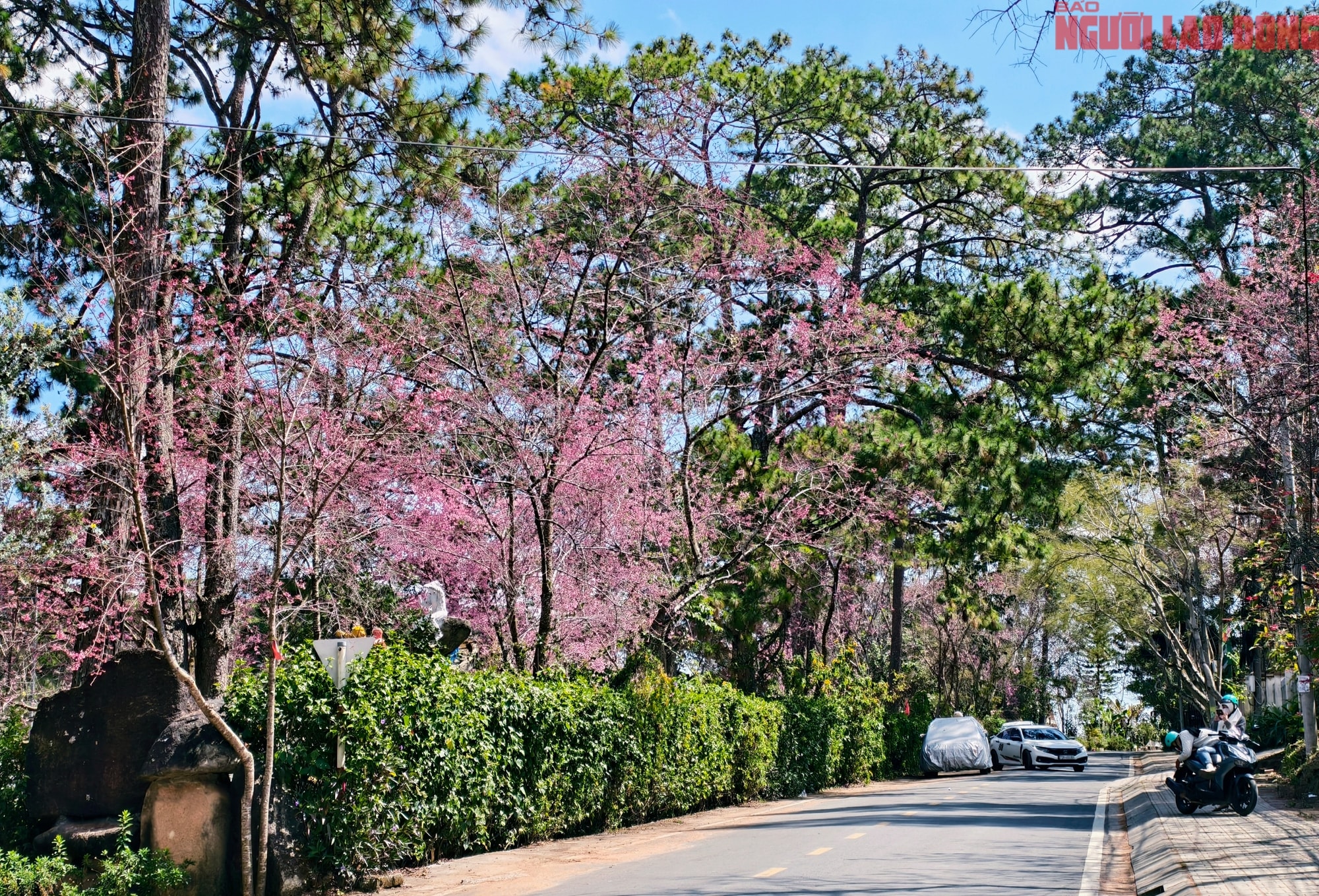 Du khách đổ về Đà Lạt ngắm những cung đường mai anh đào đẹp nhất 2026 - Ảnh 16.