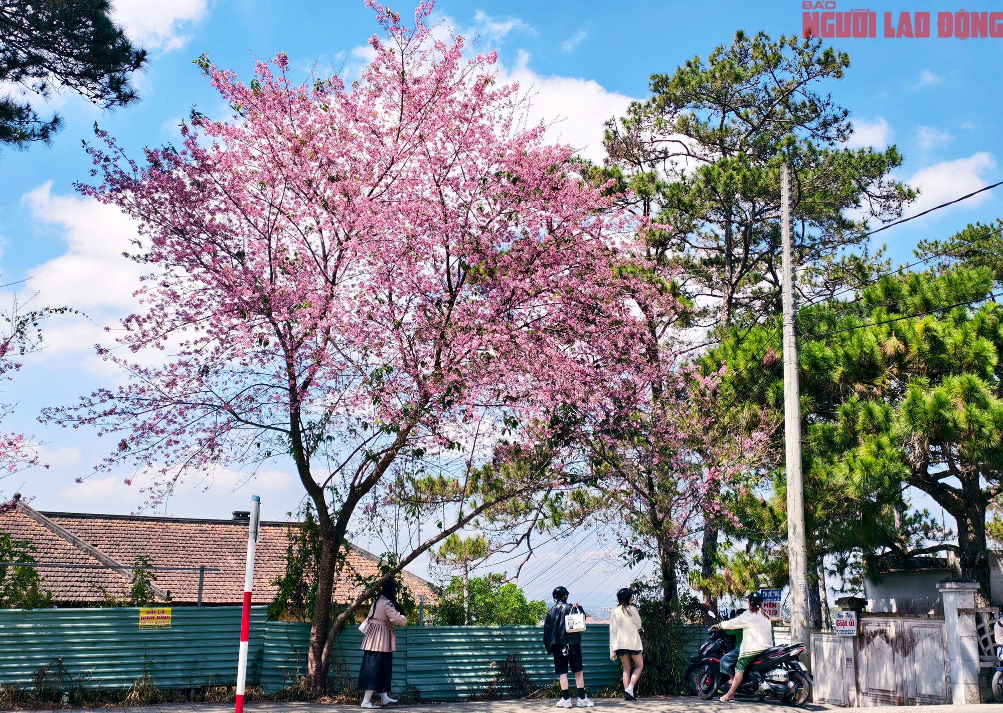 Du khách đổ về Đà Lạt ngắm những cung đường mai anh đào đẹp nhất 2026 - Ảnh 17.