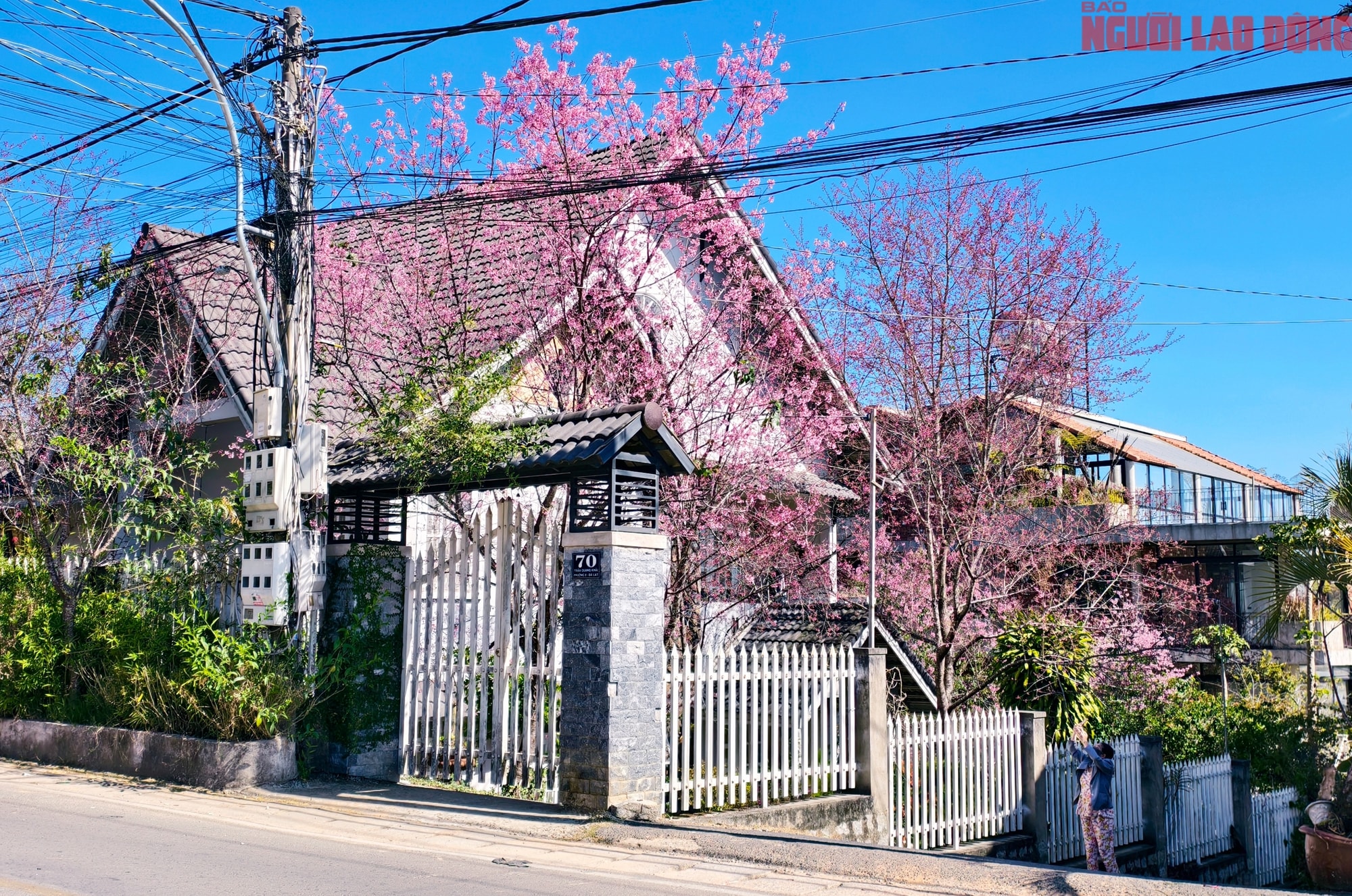 Du khách đổ về Đà Lạt ngắm những cung đường mai anh đào đẹp nhất 2026 - Ảnh 18.