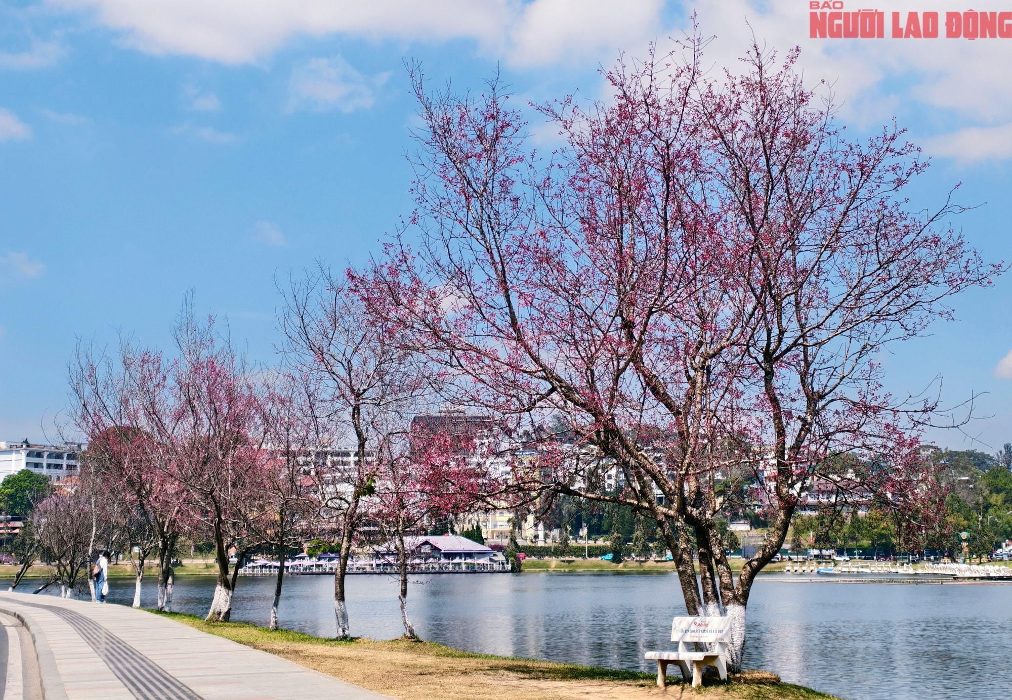 Du khách đổ về Đà Lạt ngắm những cung đường mai anh đào đẹp nhất 2026 - Ảnh 22.