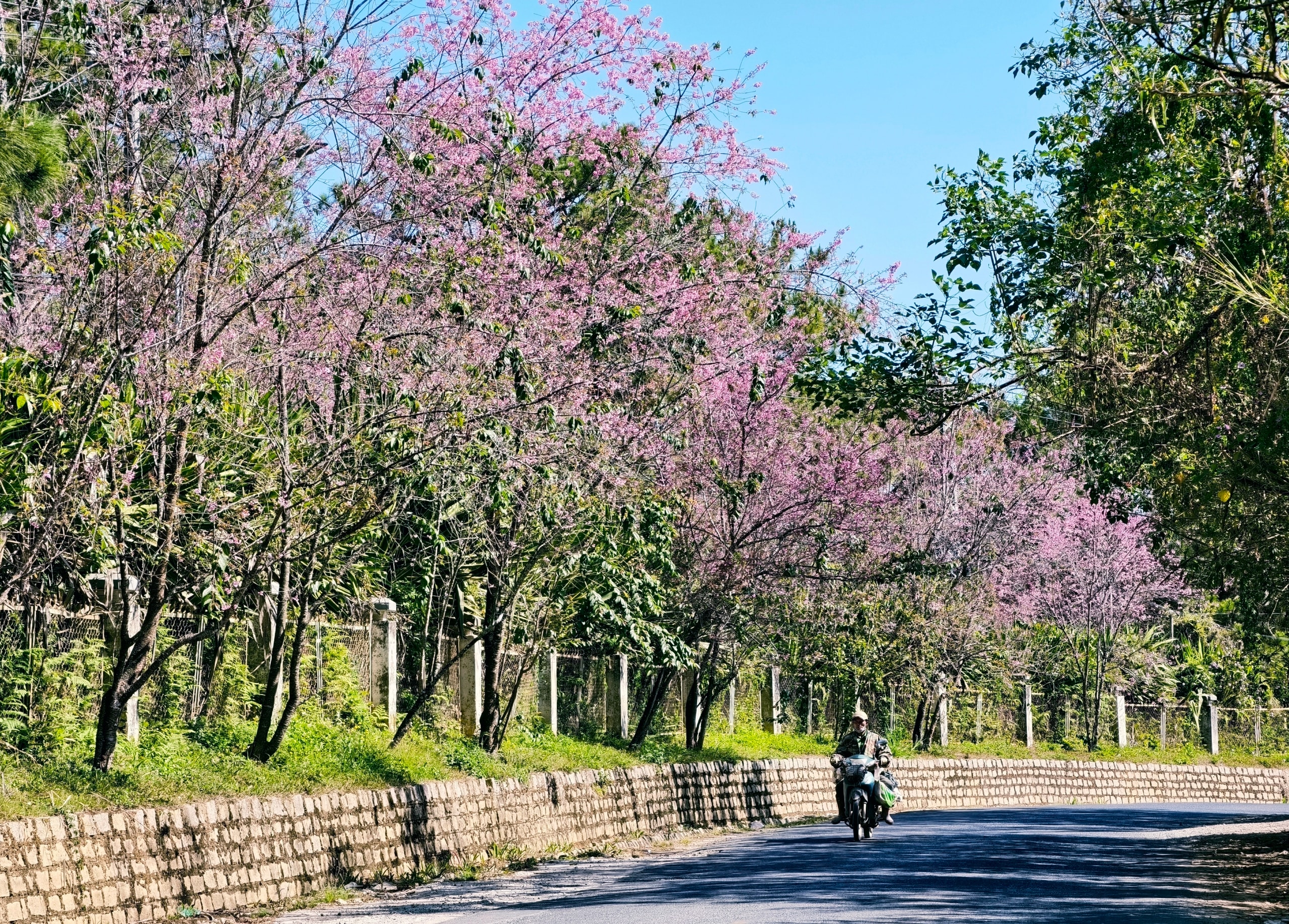 Du khách đổ về Đà Lạt ngắm những cung đường mai anh đào đẹp nhất 2026 - Ảnh 21.