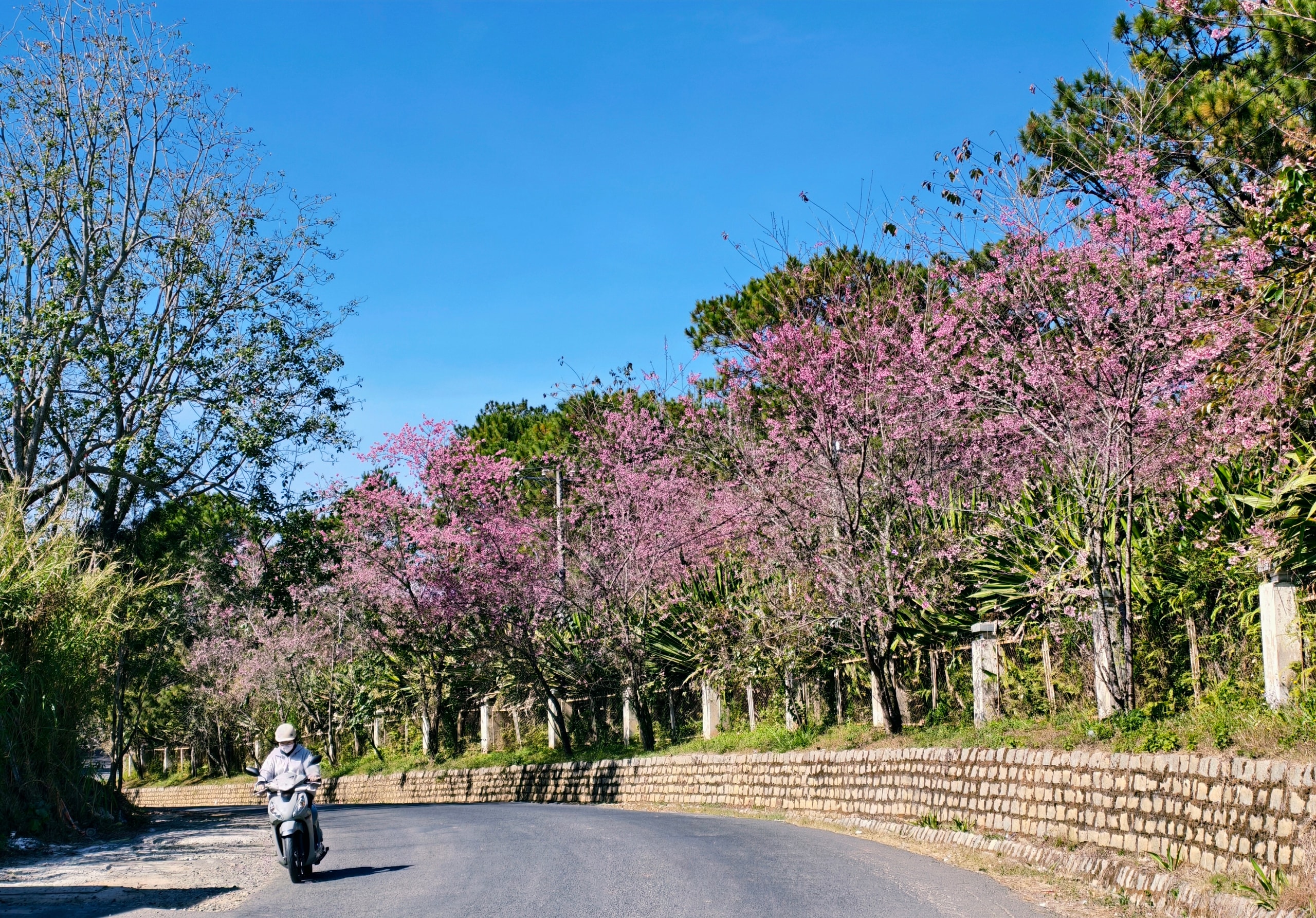 Du khách đổ về Đà Lạt ngắm những cung đường mai anh đào đẹp nhất 2026 - Ảnh 20.