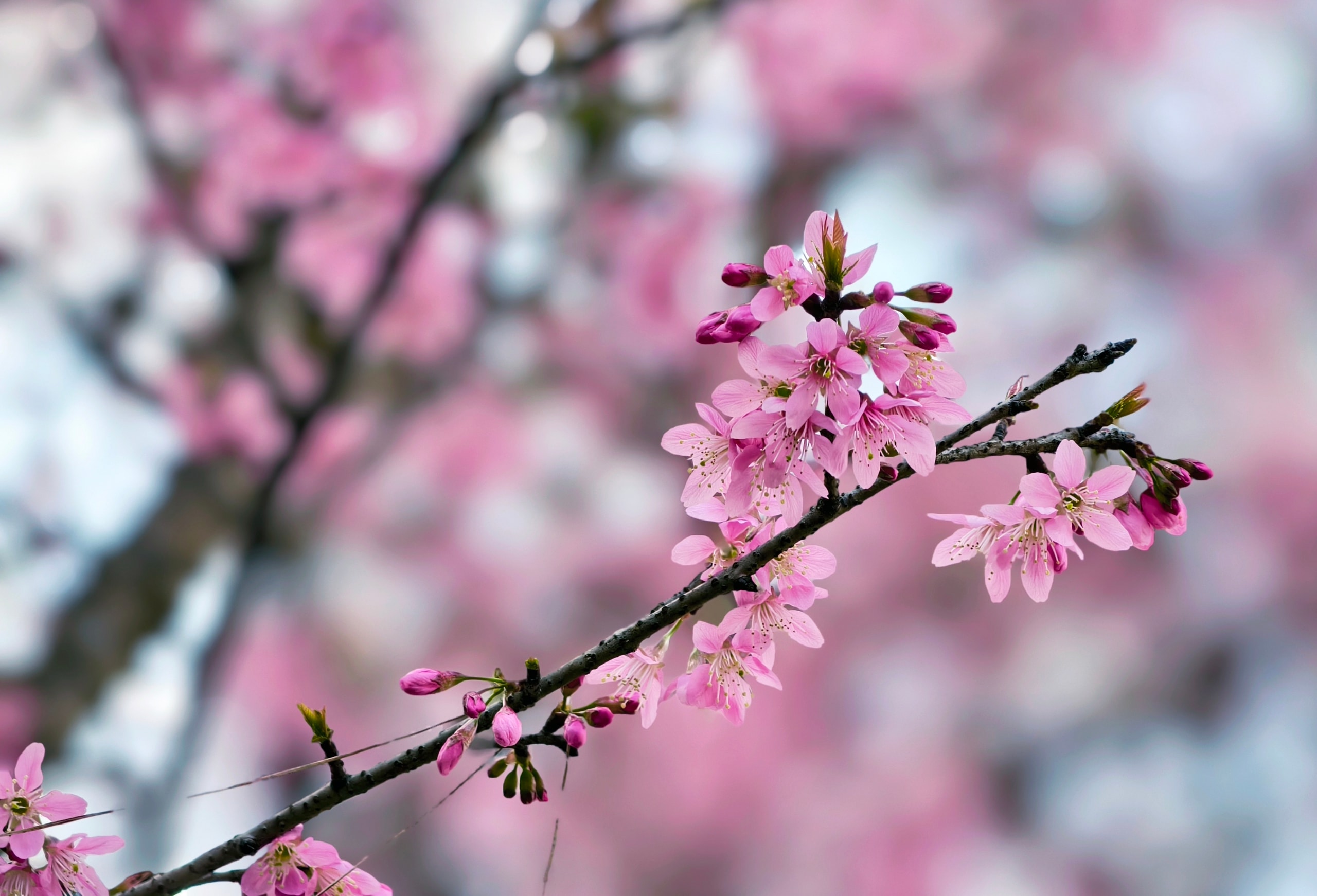 Du khách đổ về Đà Lạt ngắm những cung đường mai anh đào đẹp nhất 2026 - Ảnh 6.