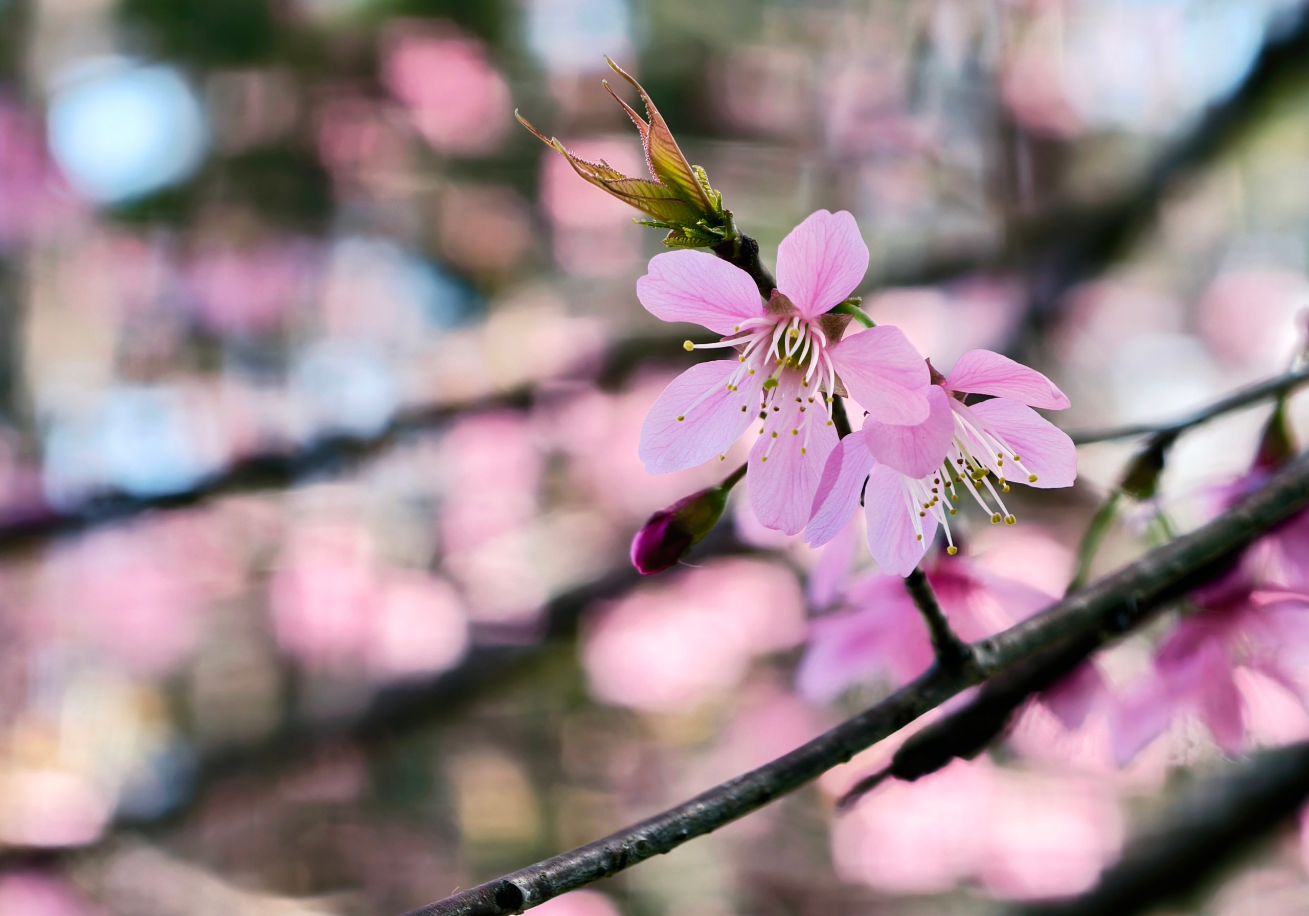 Du khách đổ về Đà Lạt ngắm những cung đường mai anh đào đẹp nhất 2026 - Ảnh 5.