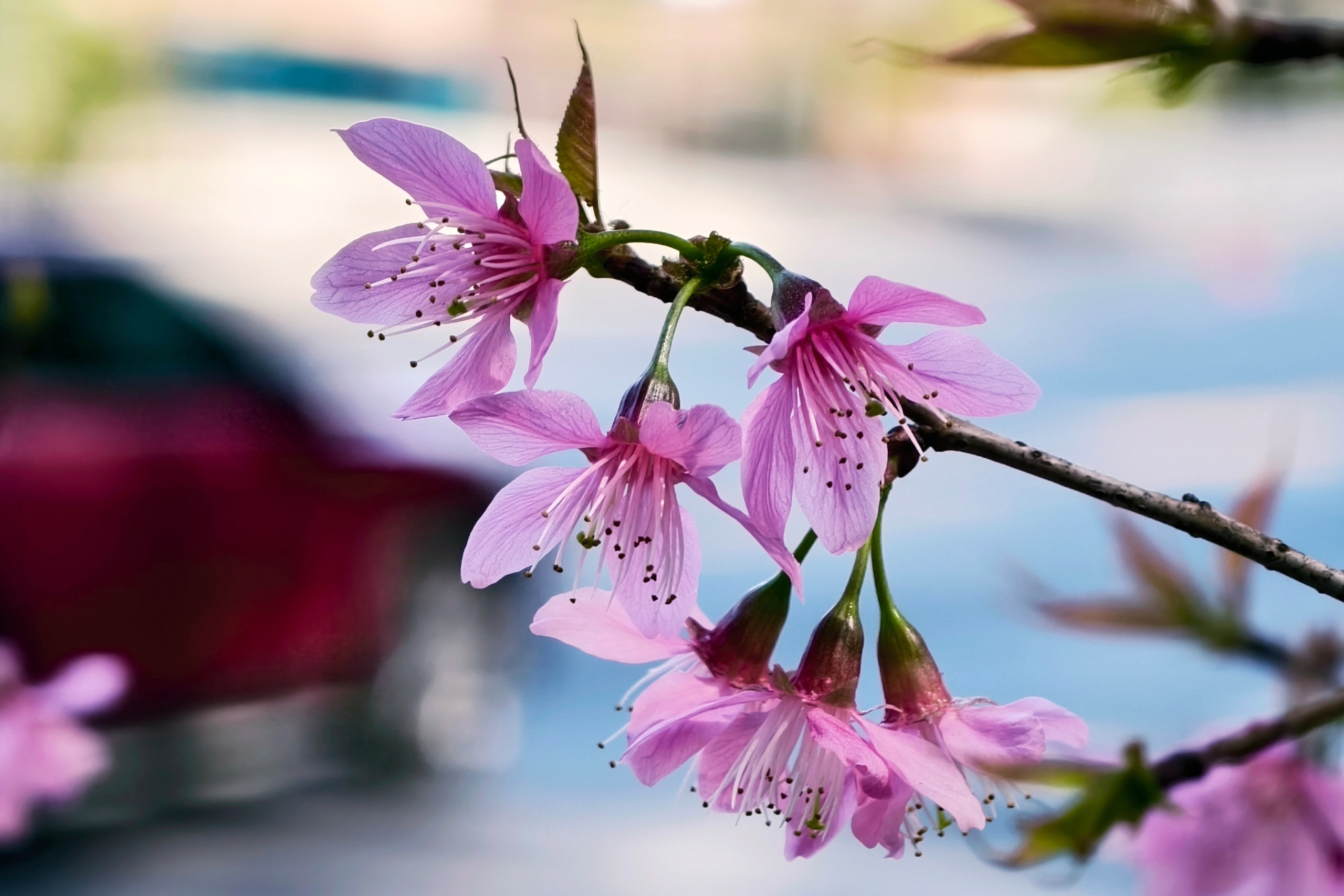 Du khách đổ về Đà Lạt ngắm những cung đường mai anh đào đẹp nhất 2026 - Ảnh 4.