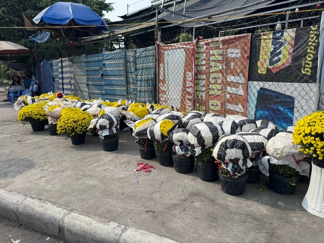 Cúc mâm xôi Tết 2023: Giá cả và sự đa dạng tại TP HCM - Ảnh 4.