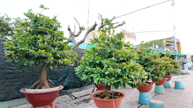 Mai Tết 2023: Các nhà vườn lý giải sự sớm xuất hiện tại TPHCM - Ảnh 2.